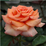 WARM WISHES (hybrid tea)